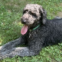 Bernedoodles, Goldendoodles, and Golden Retrievers from Schweers Goldens and Doodles