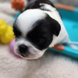 Boy 2 - Black and white male Japanese Chin puppy in Vernon, Connecticut from Chin Babies