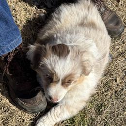 Snickers - Red merle female Miniature American Shepherd puppy in Camdenton, Missouri from Sunset Ridge Aussies