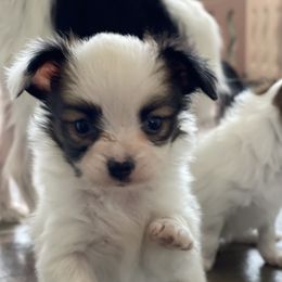 Papillon Puppies from Champagne Posh Papillons