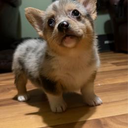 Penny - Blue merle and white female American Corgi puppy in Pioneer, Michigan from Country Corners Corgis
