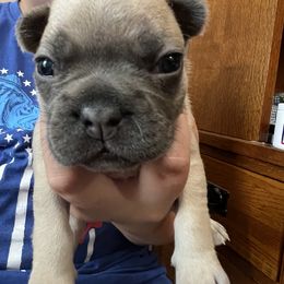 Girl 1 - Fawn and white French Bulldog puppy in Williamston, North Carolina from Beth’s Precious Dachshunds and Frenchies