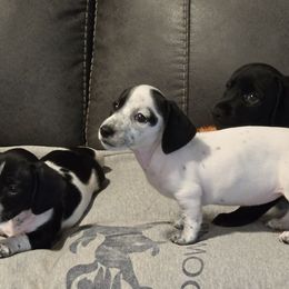 Dachshund Puppies from Snake River Dachshunds
