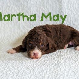 Martha May - Tri-color female Bernedoodle puppy in Gentry, Arkansas from WWBar Bernedoodles