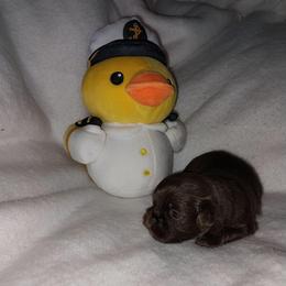 Quint - Chocolate male Shih Tzu puppy in Arcadia, Florida from Kitsune Cuddles and kisses