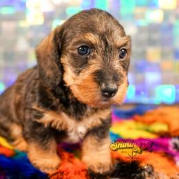 Piglet - Wild  boar and tan female Dachshund puppy in Mc Neil, Arkansas from Shining A Lowriders & Co.
