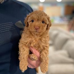 Flareon - Cream female Havapoo puppy in Surprise, Arizona from Huckleberry Doodles
