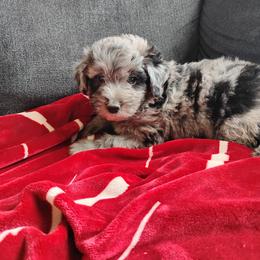 Aussiedoodle, Goldendoodle, and Labradoodle Puppies from Loving Doodle