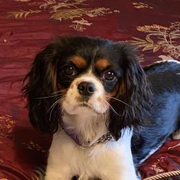 Rose - Cavalier King Charles Spaniel