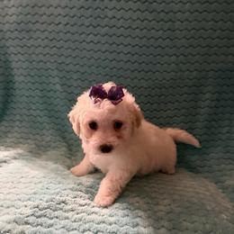 Lavendar Tag - White and buff female Bichon Frise puppy in Bay Saint Louis, Mississippi from Laurent’s Bichon Frise Puppies