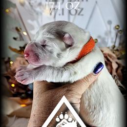 Sullivan - White male German Shepherd puppy in Sequim, Washington from German Shepherd Haus