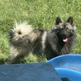 Lazarus - Gray cream and black male Keeshond puppy in Temple, Texas from Kozy Keeshonden