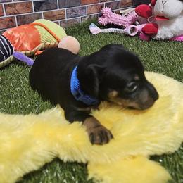 Ricky - Black and tan male Miniature Pinscher puppy in Baton Rouge, Louisiana from Pike's Pups