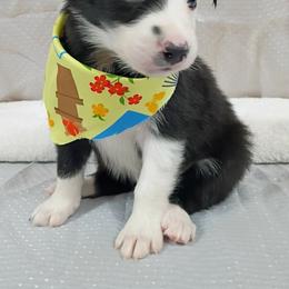 Terra - Black and white female Border Collie puppy in Max, Nebraska from Stag Valley Homestead