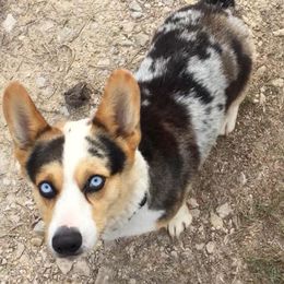 American Corgis and Pembroke Welsh Corgis from Brazos Corgis