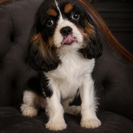 Biscuits - Tri-color male Cavalier King Charles Spaniel puppy in Wilburton, Oklahoma from My Kids Kennel