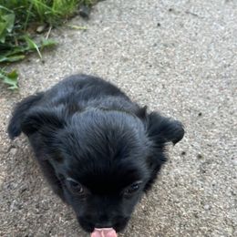 Chihuahua Puppies from Tiny Nation Chihuahuas