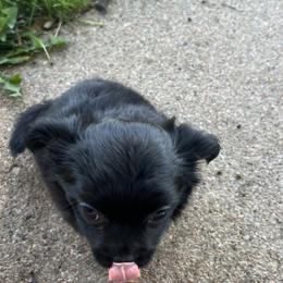 Chihuahua Puppies from Tiny Nation Chihuahuas