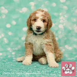Goldendoodle Puppies from BB Doodles