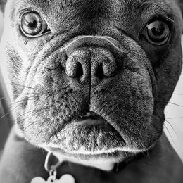 Bruno - French Bulldog