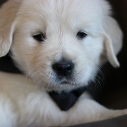 Bear-Black - Golden Retriever puppy from Dandelion Meadows Farm
