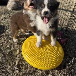 Australian Shepherd Puppies from Heritage Australian Shepherds