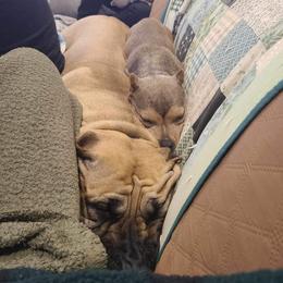American Bully Puppies from Night Court Bullies