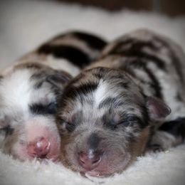 Australian Shepherd Puppies from Tru Blu Aussies