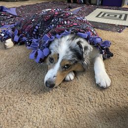 "Blanket making for the pups. Got a helper." Australian Shepherd Puppies from Mezzo Australian Shepherds
