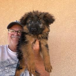Alan - Black and red male German Shepherd puppy in Pueblo West, Colorado from 5 Star German Shepherds aka Martin Family German Shepherds