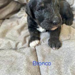 Bronco - Phantom male Bernedoodle puppy in Urbandale, Iowa from Bernedoodlesbest