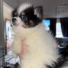 Timothy - Tri-colored male Pomeranian puppy in Gilmer, Texas from Fairchild Fancy Pomeranians and Coachella Pomeranians