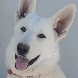 Rain - German Shepherd