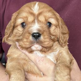 Cavalier King Charles Spaniel Puppies from Crosby's Cavaliers
