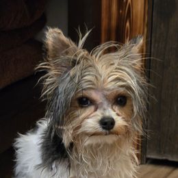 Yorkshire Terrier All Grown Up from Fall River Yorkies