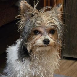 Yorkshire Terrier All Grown Up from Fall River Yorkies