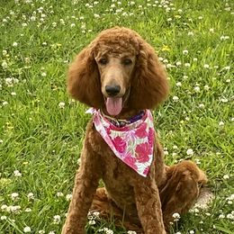 Penelope  - Poodle
