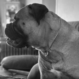 Bullmastiff puppies from Curnwood’s Bullmastiff’s