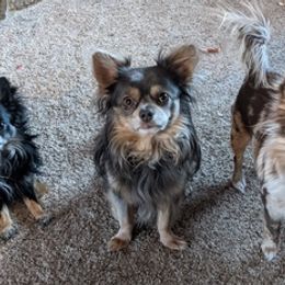 Chihuahuas from Coffey Chihuahua Café