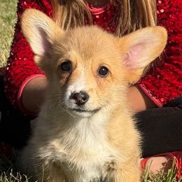Acorn - Red male Pembroke Welsh Corgi puppy in Marshall, Missouri from The King’s Corgis