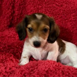 Girl 1 - Piebald female Dachshund puppy in Cherokee, Oklahoma from Special “K” Dachshunds