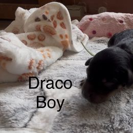 Goldendoodle and Poodle Puppies from Jaeckels Doodles