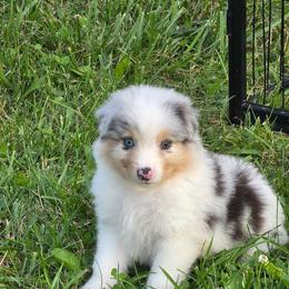 Slate - Blue merle male Australian Shepherd puppy in Mount Clare, West Virginia from Pineview Farms Australian Shepherds