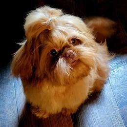 Red - Shih Tzu