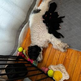Chloe - Poodle