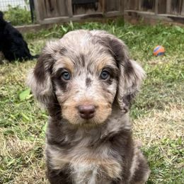 Aussiedoodles from PDXdoodles