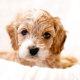 Bernedoodles, Cockapoos, and Double Doodles from Bluegrass Doodle Buddies