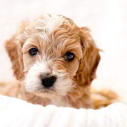 Bernedoodles, Cockapoos, and Double Doodles from Bluegrass Doodle Buddies