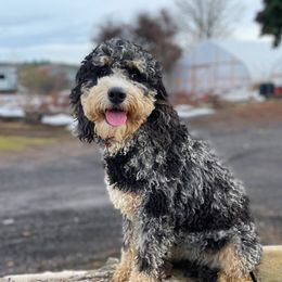 Roxy - Bernedoodle