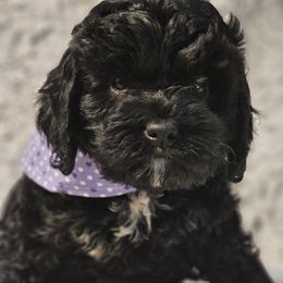 Bernedoodle, Bernese Mountain Dog, Cavapoo, Goldendoodle, and Poodle Puppies from Happy Valley Puppies